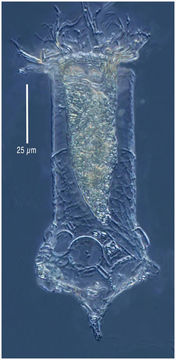 Image of Codonellopsis gaussi