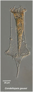 Image of Codonellopsis gaussi