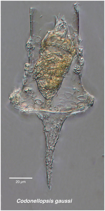 Image of Codonellopsis gaussi