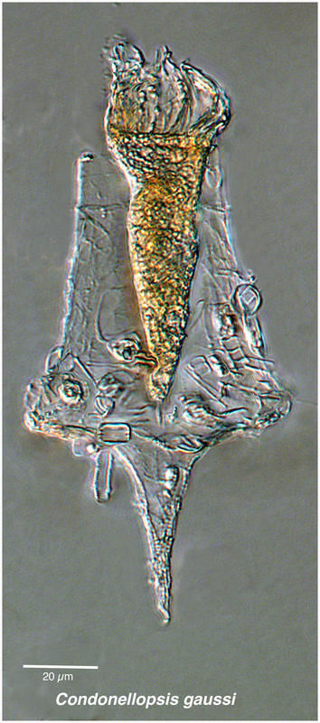 Image of Codonellopsis gaussi