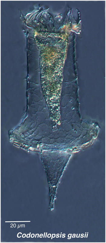 Image of Codonellopsis gaussi