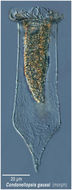 Image of Codonellopsis gaussi