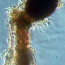 Image of Codonellopsis morchella