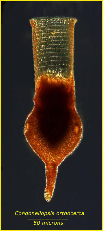 Image of Codonellopsis orthoceras