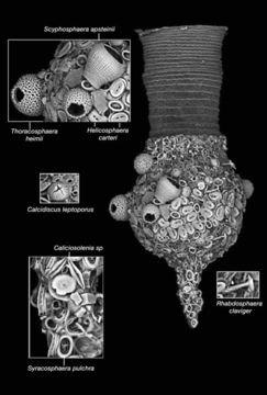 Image of Codonellopsis orthoceras