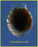 Image of Codonellopsis pusilla (Cleve) Jörgensen 1924