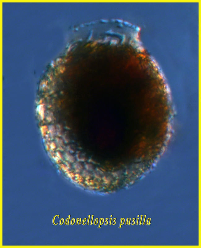 Image of Codonellopsis pusilla (Cleve) Jörgensen 1924