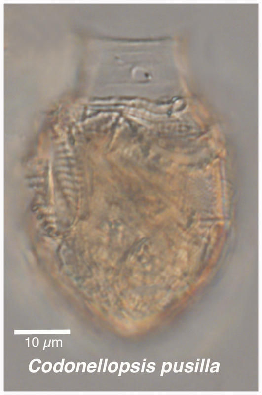 Image of Codonellopsis pusilla (Cleve) Jörgensen 1924