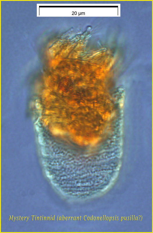 Image of Codonellopsis pusilla (Cleve) Jörgensen 1924