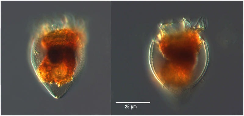 Imagem de Protorhabdonella curta