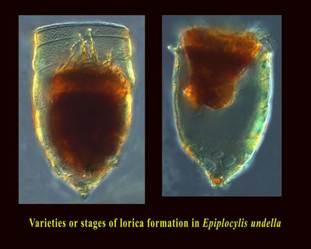 Imagem de Epiplocylis undella