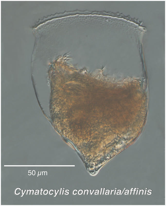 Image of Cymatocylis Laackmann 1907