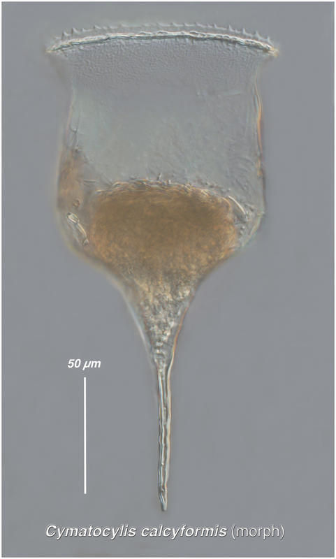 Imagem de Cymatocylis calyciformis