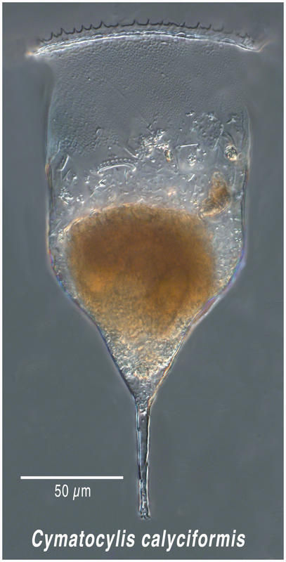 Imagem de Cymatocylis calyciformis