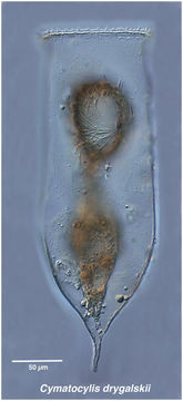 Image of Cymatocylis drygalskii