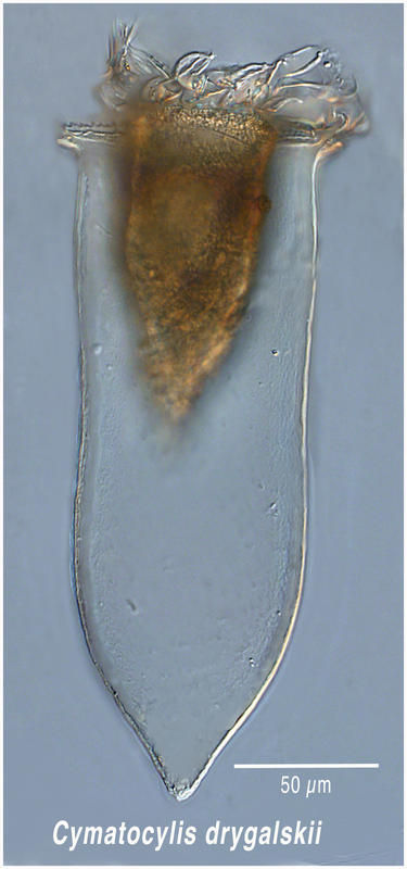 Image of Cymatocylis drygalskii