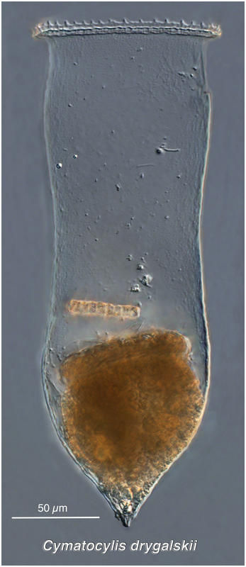 Image of Cymatocylis drygalskii