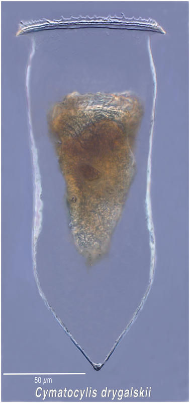 Image of Cymatocylis drygalskii