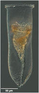 Image of Cymatocylis drygalskii