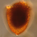 Image of Cyttarocylis ampulla Bachy et al. 2012