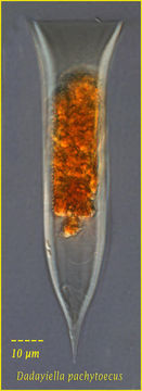 Image of Dadayiella pachytoecus (Jörgensen 1924)