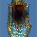 Image of Dictyocysta elegans