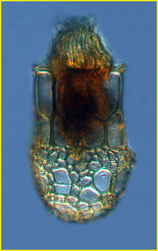 Image of Dictyocysta elegans