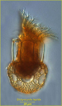 Image of Dictyocysta lepida