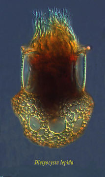 Image of Dictyocysta lepida