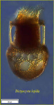 Image of Dictyocysta lepida