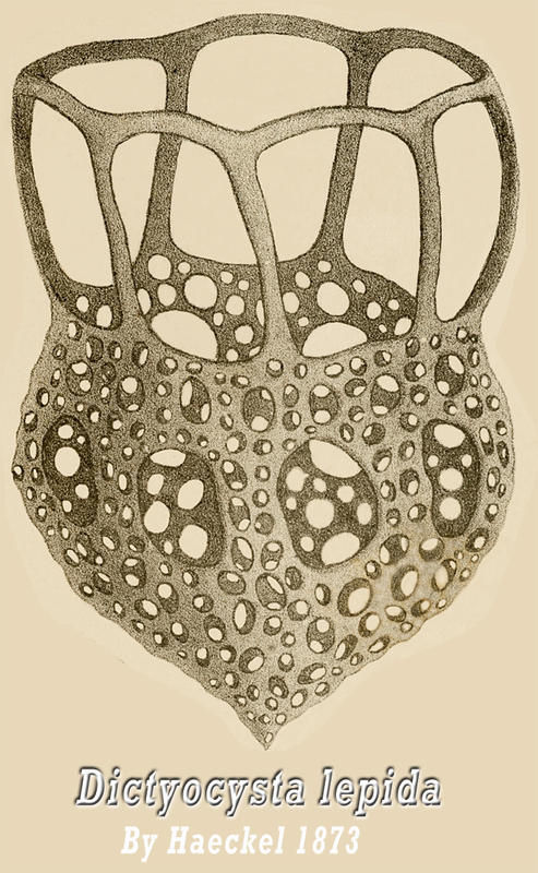 Image of Dictyocysta lepida