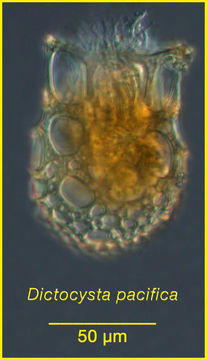 Image of Dictyocysta pacifica Kofoid & Campbell 1929