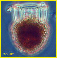 Image of Dictyocysta polygonata Kofoid & Campbell 1929