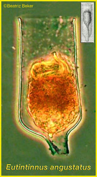 Image of Eutintinnus angustatus (Daday 1887)