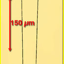 صورة <i>Tintinnus pectinis</i> Kofoid & Campbell 1929