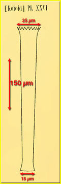 Image of <i>Tintinnus pectinis</i> Kofoid & Campbell 1929