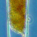 صورة <i>Tintinnus tubulosus</i> Ostenfeld 1899