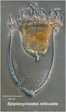Image of Epiplocyloides reticulata (Ostenfeld & Schmidt 1901)