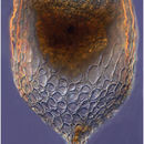 Image of Epiplocylis undella