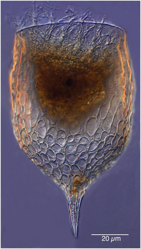 Image of Epiplocylis undella