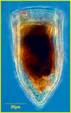 Image of Favella azorica