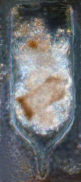 Image of Favella ehrenbergii