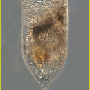 Image of Dimorphandra gardneriana Tul.