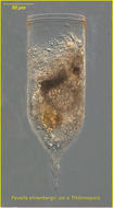 Image of Dimorphandra gardneriana Tul.