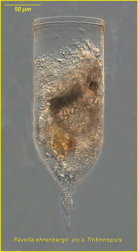 Image of Dimorphandra gardneriana Tul.