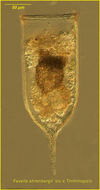 Image of Dimorphandra gardneriana Tul.