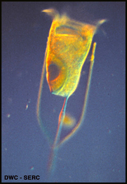 Image of Dimorphandra gardneriana Tul.