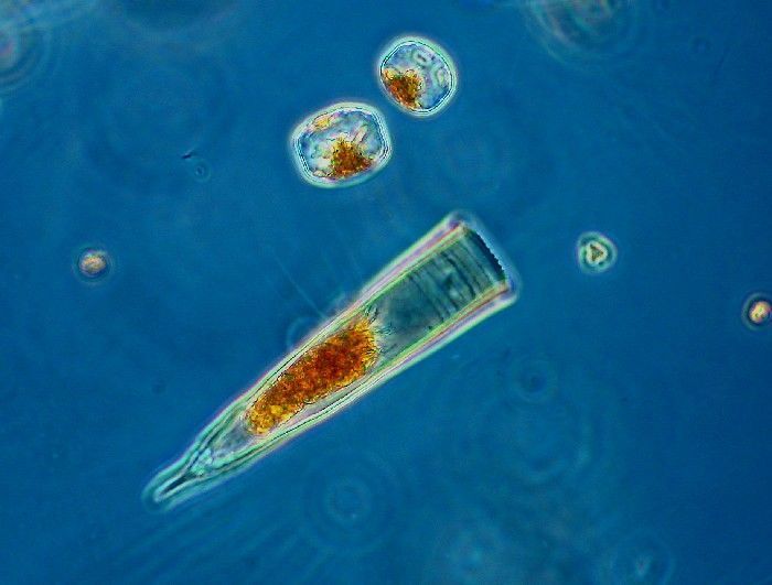 Image de Helicostomella subulata