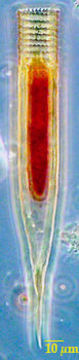 Image of Helicostomella subulata