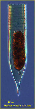 Image of Helicostomella subulata